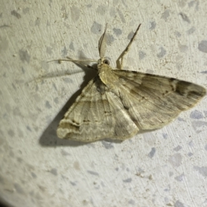 Syneora hemeropa at Jerrabomberra, NSW - 30 Sep 2023 08:17 PM