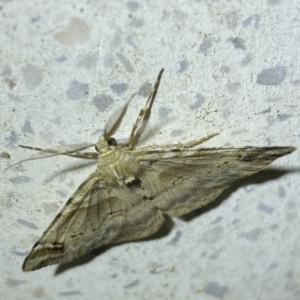 Syneora hemeropa at Jerrabomberra, NSW - 30 Sep 2023 08:17 PM