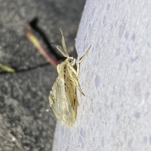 Syneora hemeropa at Jerrabomberra, NSW - 30 Sep 2023 08:17 PM