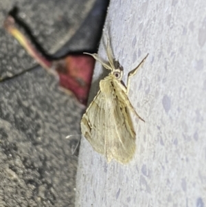 Syneora hemeropa at Jerrabomberra, NSW - 30 Sep 2023 08:17 PM