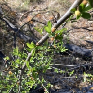 Pyracantha fortuneana at Hackett, ACT - 30 Sep 2023