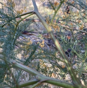 Acacia decurrens at Hackett, ACT - 30 Sep 2023 08:07 AM