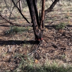 Acacia decurrens at Hackett, ACT - 30 Sep 2023 08:07 AM