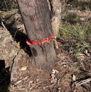 Acacia decurrens at Hackett, ACT - 30 Sep 2023 08:26 AM