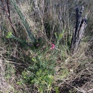 Grevillea sp. at Hackett, ACT - 30 Sep 2023