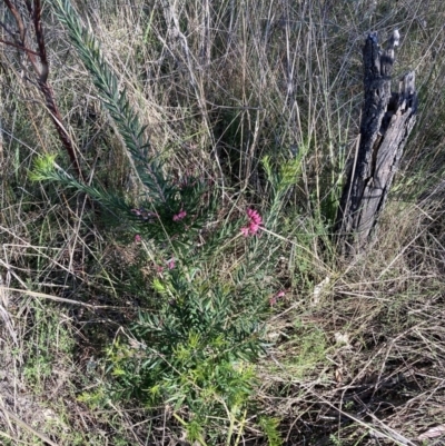 Grevillea sp. (Grevillea) at Hackett, ACT - 30 Sep 2023 by waltraud