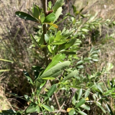 Pyracantha fortuneana (Firethorn) at Hackett, ACT - 30 Sep 2023 by waltraud