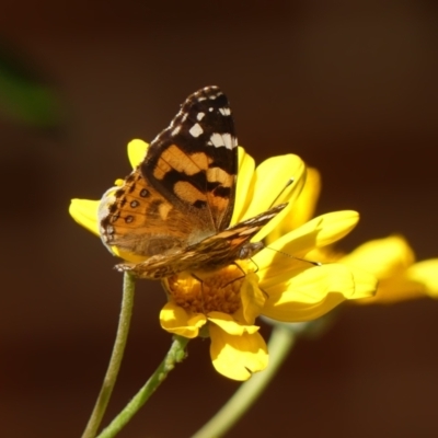 Vanessa kershawi (Australian Painted Lady) at Braemar, NSW - 29 Sep 2023 by Curiosity