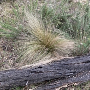 Nassella trichotoma at Majura, ACT - 30 Sep 2023