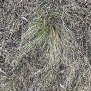 Nassella trichotoma at Majura, ACT - 30 Sep 2023