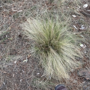 Nassella trichotoma at Majura, ACT - 30 Sep 2023