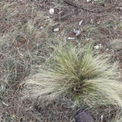 Nassella trichotoma at Majura, ACT - 30 Sep 2023