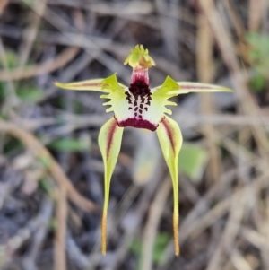 Caladenia parva at suppressed - suppressed