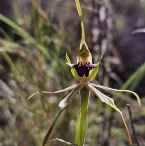 Caladenia parva at suppressed - suppressed