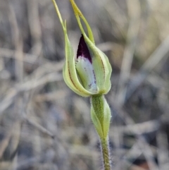 Caladenia parva at suppressed - suppressed