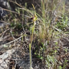 Caladenia parva at suppressed - suppressed