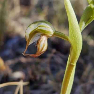 Oligochaetochilus hamatus (Southern Hooked Rustyhood) at Rendezvous Creek, ACT - 30 Sep 2023 by AaronClausen