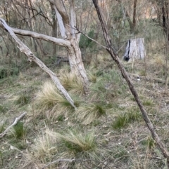 Nassella trichotoma at Majura, ACT - 30 Sep 2023