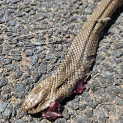 Pseudonaja textilis (Eastern Brown Snake) at Denman Prospect, ACT - 30 Sep 2023 by AaronClausen
