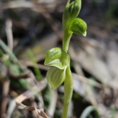 Hymenochilus sp. (A Greenhood Orchid) at Brindabella, NSW - 30 Sep 2023 by AaronClausen