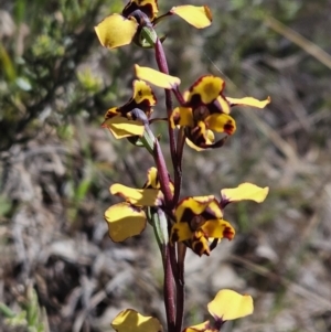 Diuris pardina at Brindabella, NSW - 30 Sep 2023