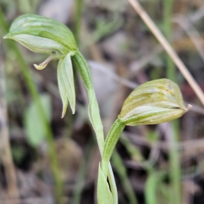 Bunochilus montanus (ACT) = Pterostylis jonesii (NSW) (Montane Leafy Greenhood) at Brindabella, NSW - 30 Sep 2023 by AaronClausen