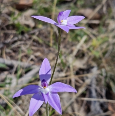 Glossodia major (Wax Lip Orchid) at Brindabella, NSW - 30 Sep 2023 by AaronClausen
