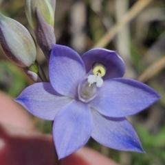 Thelymitra megcalyptra (Swollen Sun Orchid) at Brindabella, NSW - 30 Sep 2023 by AaronClausen
