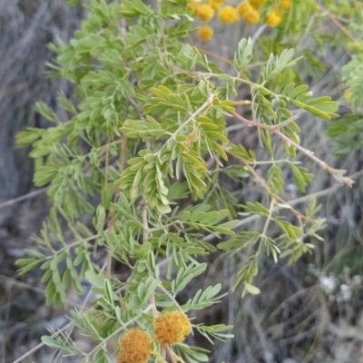 Acacia spectabilis (Pilliga Wattle, Glory Wattle) at Fadden, ACT - 1 Oct 2023 by KumikoCallaway