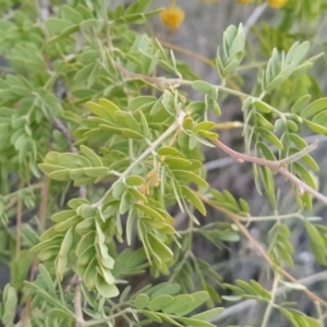 Acacia spectabilis at Fadden, ACT - 1 Oct 2023 06:50 AM