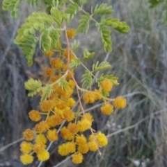 Acacia spectabilis at Fadden, ACT - 1 Oct 2023 06:50 AM