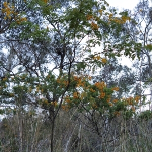 Acacia spectabilis at Fadden, ACT - 1 Oct 2023 06:50 AM