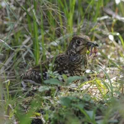 Zoothera lunulata (Bassian Thrush) at ANBG - 30 Sep 2023 by richardm