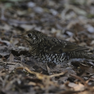 Zoothera lunulata at Acton, ACT - 30 Sep 2023