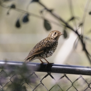 Zoothera lunulata at Acton, ACT - 30 Sep 2023