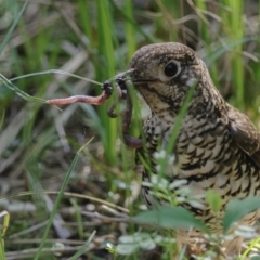 Zoothera lunulata at Acton, ACT - 30 Sep 2023