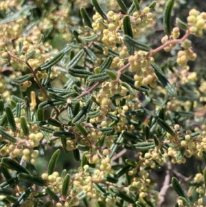 Pomaderris angustifolia at Coree, ACT - 30 Sep 2023 11:43 AM