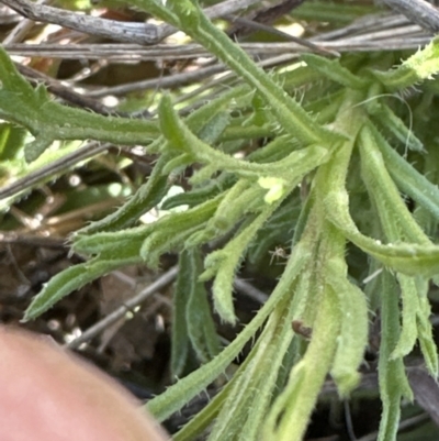 Vittadinia muelleri (Narrow-leafed New Holland Daisy) at Aranda Bushland - 30 Sep 2023 by lbradley