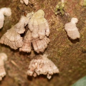 Schizophyllum commune at Evatt, ACT - 1 Oct 2023