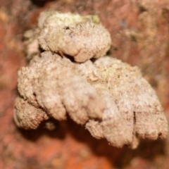 Schizophyllum commune at Evatt, ACT - 1 Oct 2023