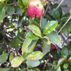 Unidentified Other Shrub at Campbelltown, NSW - 1 Oct 2023 by Hejor1