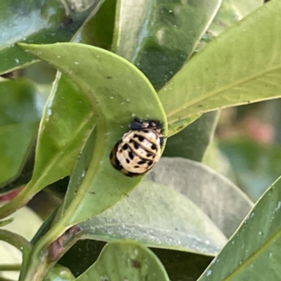 Harmonia testudinaria at Campbelltown, NSW - 1 Oct 2023 by Hejor1