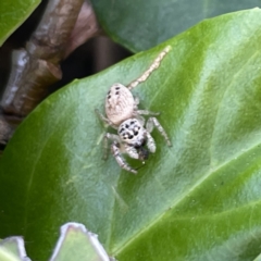 Opisthoncus sp. (genus) at Campbelltown, NSW - 1 Oct 2023 by Hejor1