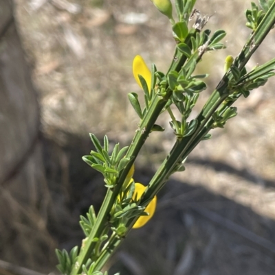 Cytisus scoparius subsp. scoparius (Scotch Broom, Broom, English Broom) at Bendoura, NSW - 30 Sep 2023 by JaneR