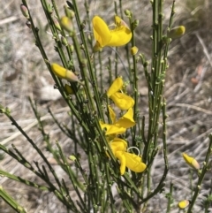 Cytisus scoparius subsp. scoparius at Bendoura, NSW - 30 Sep 2023 01:23 PM