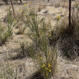 Cytisus scoparius subsp. scoparius at Bendoura, NSW - 30 Sep 2023 01:23 PM