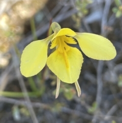 Diuris chryseopsis (Golden Moth) at Bendoura, NSW - 30 Sep 2023 by JaneR