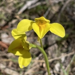 Diuris amabilis (Large Golden Moth) at Bendoura, NSW - 30 Sep 2023 by JaneR