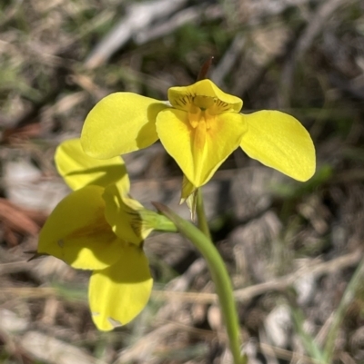 Diuris amabilis (Large Golden Moth) at Bendoura, NSW - 30 Sep 2023 by JaneR