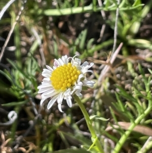 Calotis anthemoides at Bendoura, NSW - 30 Sep 2023 02:32 PM